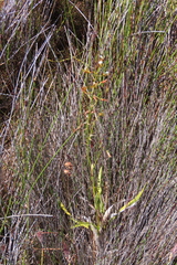 Eulophia tristis