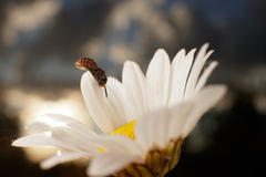 Holcopasites calliopsidis