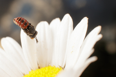Holcopasites calliopsidis