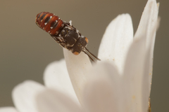 Holcopasites calliopsidis