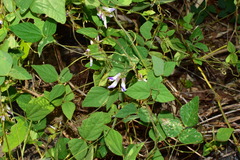 Amphicarpaea edgeworthii