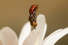 Holcopasites calliopsidis