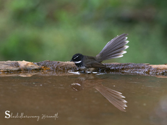 Rhipidura albogularis