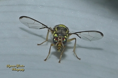 Bactrocera dorsalis