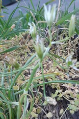 Ornithogalum refractum