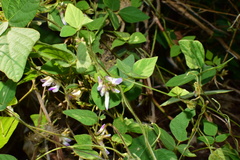 Amphicarpaea edgeworthii