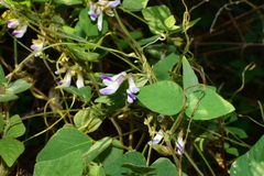 Amphicarpaea edgeworthii