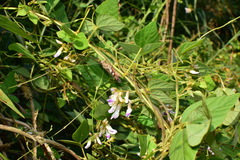 Amphicarpaea edgeworthii