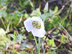 Calochortus gunnisonii