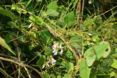 Amphicarpaea edgeworthii