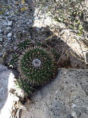 Mammillaria carnea