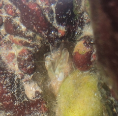 Alpheidae