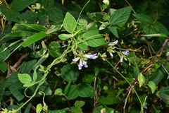 Amphicarpaea edgeworthii