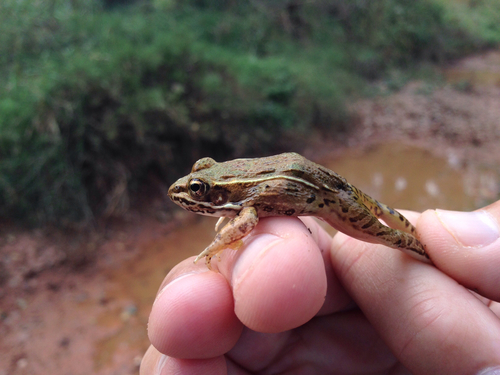 Lithobates blairi