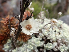 Anaphalis nepalensis