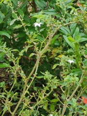 Capsicum frutescens