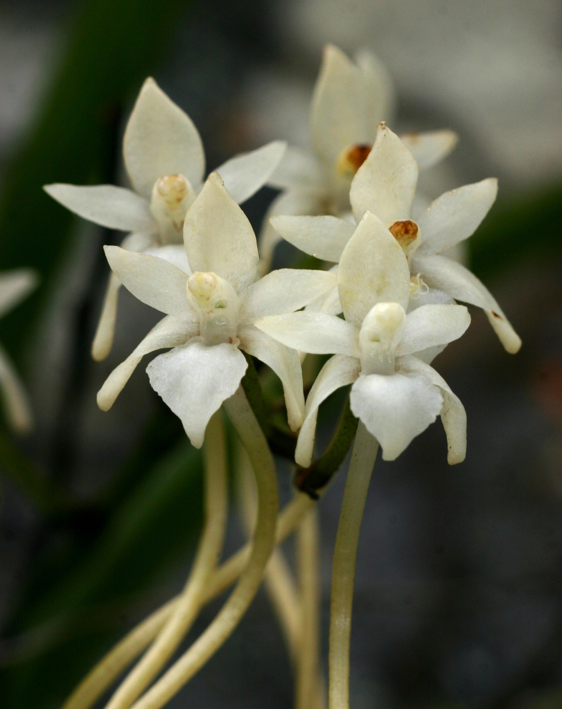 Rangaeris muscicola