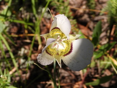 Calochortus gunnisonii