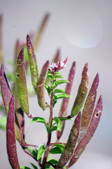 Polanisia dodecandra dodecandra