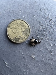Onthophagus lucidus