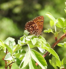 Callophrys eryphon