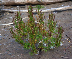 Polanisia dodecandra dodecandra