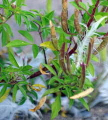 Polanisia dodecandra dodecandra