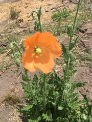 Papaver aculeatum
