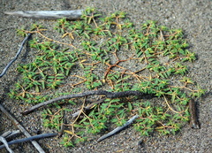 Euphorbia polygonifolia
