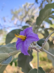 Solanum lycocarpum