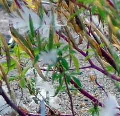 Polanisia dodecandra dodecandra