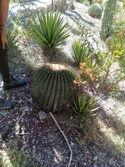 Echinocactus platyacanthus