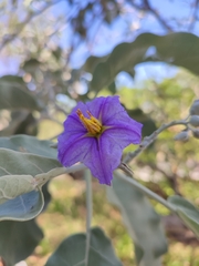 Solanum lycocarpum