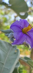Solanum lycocarpum