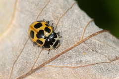 Ceratomegilla notata