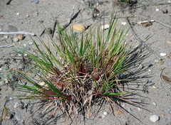 Elymus canadensis