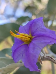 Solanum lycocarpum