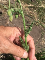 Papaver aculeatum