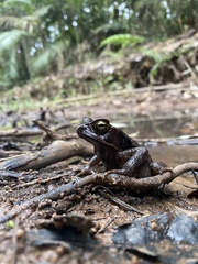 Rhinella crucifer