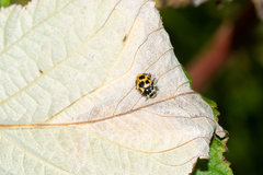 Ceratomegilla notata