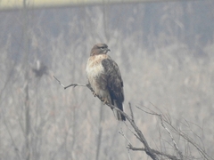 Buteo japonicus