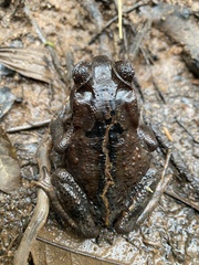 Rhinella crucifer