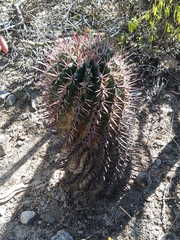 Ferocactus recurvus