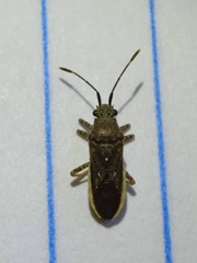 Catorhintha selector