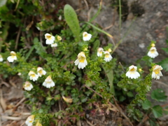 Euphrasia transmorrisonensis