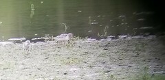 Calidris alba
