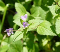 Veronica urticifolia