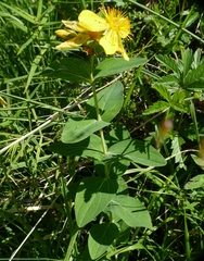 Hypericum richeri burseri
