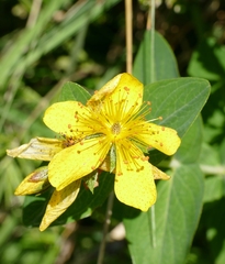 Hypericum richeri burseri