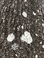 Cryptothecia striata